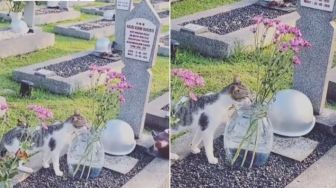 Makam Ainun Habibie Didatangi Kucing, Warganet: Alhamdullilah Penyambung Pahala