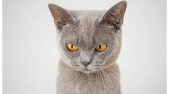 5 Hal yang Dibenci oleh Kucing, Apa Saja?