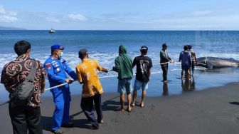 Hiu Tutul Ditemukan Mati di Pantai Nyamplong Kobong Jember