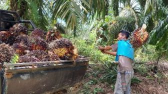 Harga TBS Sawit Kaltim Terjun Bebas, Petani Terancam Rugi