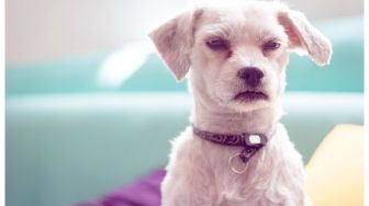 Pemerhati Anjing Laporkan Aktivis Lainnya Karena Unggahan di Facebook