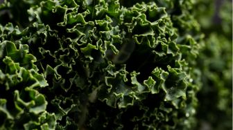 7 Manfaat Sayur Kale bagi Kesehatan, Baik untuk Tulang