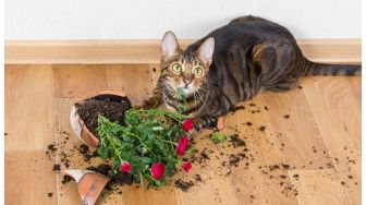3 Cara Mengubah Kebiasaan Buruk Kucing yang Selalu Bikin Kita Kesal