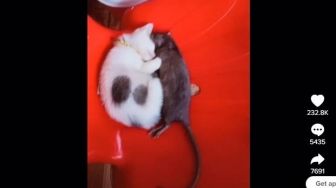 Tak Selalu Menjadi Mangsa, Tenyata Tikus Bisa Akur dengan Kucing, Tidur Saling Berpelukan