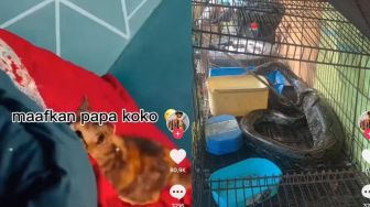 Viral Kisah Lelaki Tinggalkan Kucingnya untuk Pulang Kampung, Pas Balik Sudah Habis Dilahap Ular Sanca