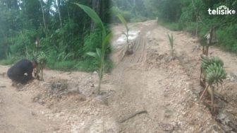 Warga Buton Utara Tanam Pisang dan Pohon Kelapa di Jalan Raya Rusak Berlumpur