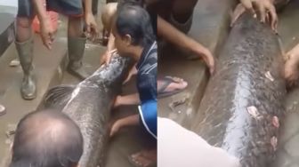 Ikan Predator Sungai Amazon Ditemukan di Garut, BKIPM Bandung: Itu Sengaja Dipelihara dan Bisa Dipidana