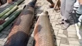Terpopuler: Viral! Ikan Jenis Predator dari Sungai Amazon Ada Dua Ekor, Ridwan Kamil Unggah Video Ini