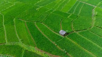 Meski Swasembada Beras, Jumlah Luas Lahan Pertanian di Indonesia Makin Mengkhawatirkan, Penyebabnya Alih Fungsi Lahan