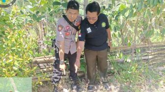 Heboh Penemuan Jejak Harimau Sumatera di Gantung Ciri Kabupaten Solok, BKSDA Sumbar: Status Waspada!