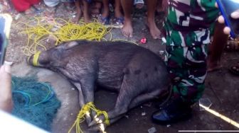 Babi Hutan Tiba-tiba Nyelonong Bikin Heboh Warga Muncar Banyuwangi