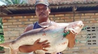 Pemancing Dapatkan Ikan Patin Seberat 18 Kg di Sungai Padang