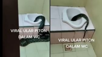 Ngeri! Ular Piton Berukuran Besar Masuk ke Dalam Lubang WC