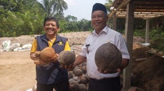 Upat-upat Kelapa Bongsor Asal Magelang, Bisa Hasilkan 6,6 Ton Kopra Per Tahun