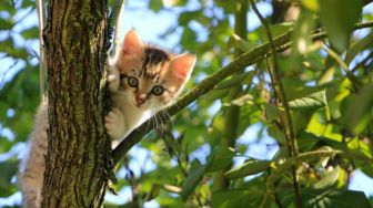 Dua Emak-Emak Adu Mulut Gegara Kasih Makan Kucing Liar: Kalau Nggak Terima, Lapor Polisi!