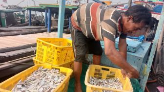 Dampak Limbah Hitam di Perairan Lampung Timur, Tangkapan Nelayan Menurun hingga Keringnya Mangrove