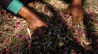 Seorang petani menjemur bawang merah di Desa Pesantunan, Brebes, Jawa Tengah, Kamis (21/7/2022). ANTARA FOTO/Oky Lukmansyah