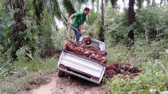 Pekebun Sawit di Kaltim Makin Bergairah, Harga TBS Naik Lagi, Jadi Segini