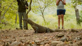 Pakar Lingkungan Hidup:  Taman Nasional Komodo Berbeda dengan Destinasi Wisata Lainnya