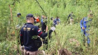 Ladang Ganja Seluas 5,3 Hektare di Aceh Besar Dimusnahkan