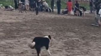 Anjing Border Collie Viral Ini Kerap Hibur Pengunjung Pantai Batu Belig, Tingkahnya Lucu