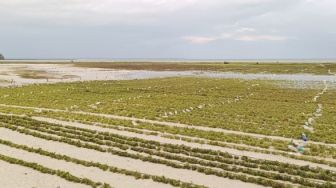 Perlu Teknologi untuk Memanfaatkan Potensi Rumput Laut Indonesia