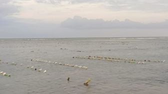 Sulsel Kampanyekan Budidaya Rumput Laut Berkelanjutan Dengan Pelampung Ramah Lingkungan