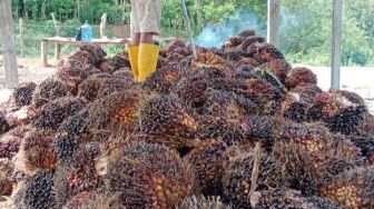 Waduh, Harga TBS Sawit di Empat Lawang Tak Kunjung Membaik