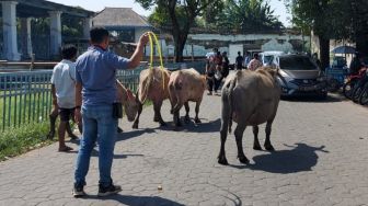 Kirab Malam Satu Suro Kembali Digelar Setelah Dua Tahun Absen, 5 Kerbau Bule Disiapkan