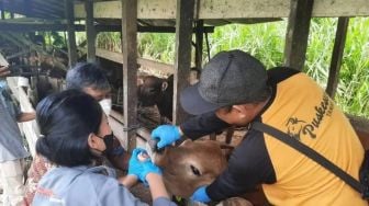 Australia Umumkan Paket Baru Biosekuriti untuk Indonesia Menangani PMK