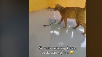 Aksi Kucing Oren Lawan Ular Masuk Rumah Viral, tanpa Takut Tangkap Sekali Gigitan