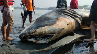 Hiu Tutul Mati Terdampar di Pantai Congot Kulon Progo, Ada Luka Diduga Akibat Perburuan