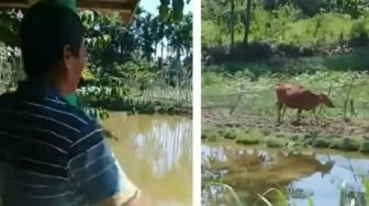 Viral Pria Ini Cuma Perlu Teriaki Sapi Peliharaan untuk Pulang ke Kandang, Publik Takjub: Wah Kok Keren Yah