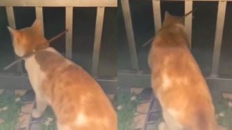 Hobi Keluar Malam, Kucing Ini Dipasangi Kalung Antikabur