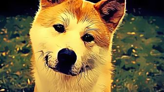 Terungkap! Minat Terhadap Shiba Inu Merosot Drastis