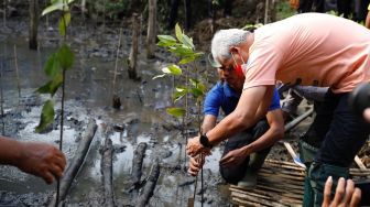 Tanam Mangrove Bareng Pelajar, Ganjar Canangkan Ekowisata Mangrove Muara Kali Ijo