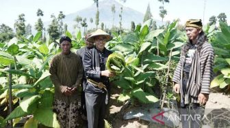 Warga Lereng Sindoro Temanggung Lakukan Tradisi Wiwit Tembakau