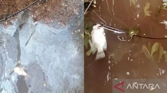 Ribuan Ikan di Sungai Penago Bengkulu Mati, Diduga Karena Limbah Sawit