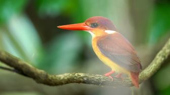 Melihat Spesies Burung Indonesia yang Terancam Punah di Balai Taman Nasional Bali Barat