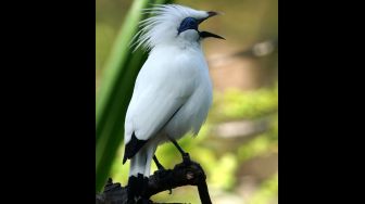 Seekor burung Jalak Bali (Leucopsar rothschildi) bertengger di atas dahan pohon di penangkaran Balai Taman Nasional Bali Barat (TNBB), Jembrana, Bali, Minggu (31/7/2022). [ANTARA FOTO/Budi Candra Setya/wsj]