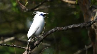 Seekor burung Jalak Bali (Leucopsar rothschildi) bertengger di atas dahan pohon di penangkaran Balai Taman Nasional Bali Barat (TNBB), Jembrana, Bali, Minggu (31/7/2022). [ANTARA FOTO/Budi Candra Setya/wsj