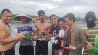 Bikin Resah, Buaya Muara Masuk Tambak Udang Warga di Agam Akhirnya Tertangkap