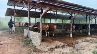 Tak Ditemukan PMK, Ratusan Sapi di Tanjungpinang dan Bintan Tetap Divaksin dan Ditandai Bercode
