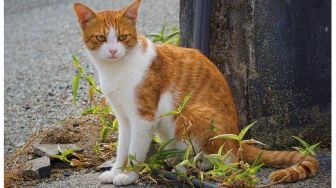 Mengapa Kucing Orange Dikenal Lebih Galak Seperti Preman?