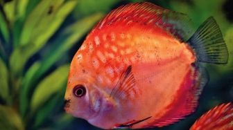 6 Fakta Ikan Red Devil, Penampakannya di Danau Toba Jadi Ancaman Biota Lain