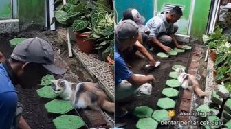 Gemas Banget, Tukang Pasang Paving Ini Kerja Diawasi Kucing Si Pemilik Rumah