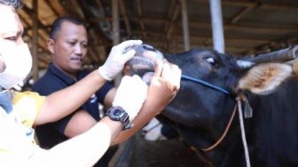 Tekan Penyebaran PMK, DPKP Tangerang Genjot Vaksinasi Tahap Dua