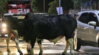 Viral 3 Ekor Sapi Nyelonong di Jalan Bikin Arus Lalu Lintas Alami Kemacetan, Publik: Ternaknya Butuh Hiburan