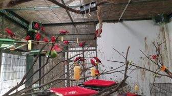 BRIN Dukung Pengembangan Burung Paruh bengkok di Cibinong