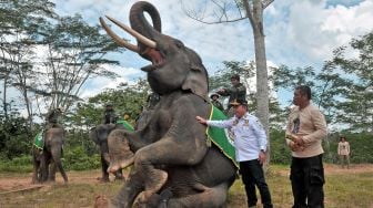 Gubernur Jambi Al Haris (kedua kanan) didampingi Kepala Resor Tebo Hefa Edison (kanan) berpose bersama gajah Sumatera (Elephas maximus sumatranus) jinak yang ditunggangi mahout (pawang) saat peresmian Pusat Informasi Konservasi Gajah (PIKG) Tebo di Muara Sekalo, Sumay, Jambi, Sabtu (6/8/2022). [ANTARA FOTO/Wahdi Septiawan/rwa]
